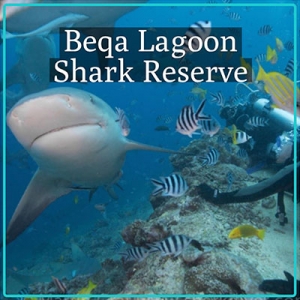Beqa Shark Reserve